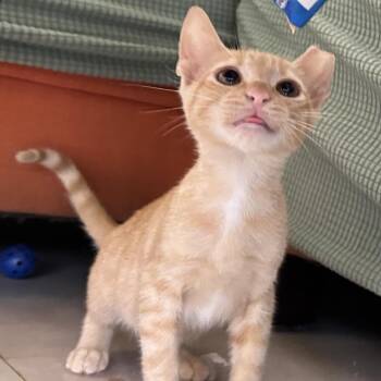 Swiper -  Domestic Short Hair Cat for Adoption in Port Richey, Florida - Swiper | PetCurious