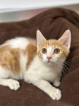 Rescue Maine Coon Cats for Adoption in Parlier, California - Camille | PetCurious