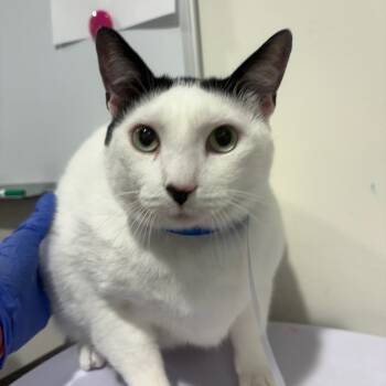 Rescue Domestic Short Hair Cats for Adoption in Tampa, Florida - Rocco | PetCurious