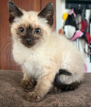 Siamese and Domestic Medium Hair Cats Available for Adoption in Campbell, California - Ramen | PetCurious