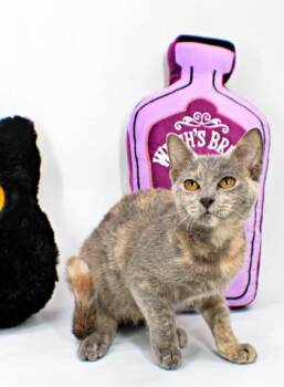 Pie -  Domestic Short Hair Cat for Adoption in Morton Grove, Illinois - Pie | PetCurious
