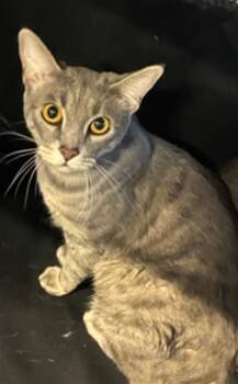 Domestic Short Hair Cats Available for Adoption in Palmetto, Florida - A136614 | PetCurious