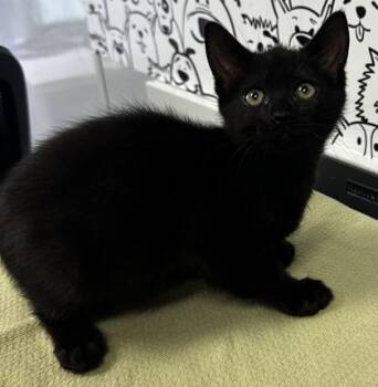 06656B Bear Adoption Ambassador -  Domestic Short Hair Cat for Adoption in North Charleston, South Carolina - 06656B Bear Adoption Ambassador | PetCurious