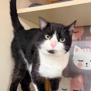Zoe -  Domestic Short Hair Cat for Adoption in Sunrise, Florida - Zoe | PetCurious