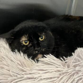 Domestic Short Hair Cats Available for Adoption in Denver, Colorado - Mamacita New Mexico | PetCurious