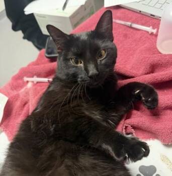 Peepers -  Domestic Short Hair Cat for Adoption in West Chester, Pennsylvania - Peepers | PetCurious