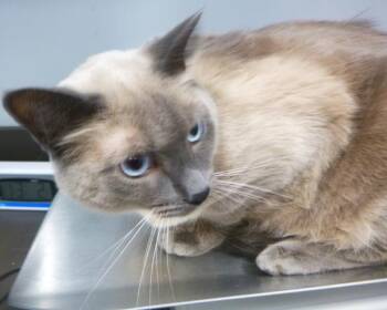 Hemi -  Domestic Short Hair Cat for Adoption in Lafayette, Louisiana - Hemi | PetCurious