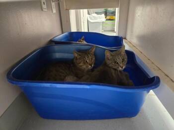 Domestic Short Hair Cats Available for Adoption in Athens, Tennessee - Jerry | PetCurious