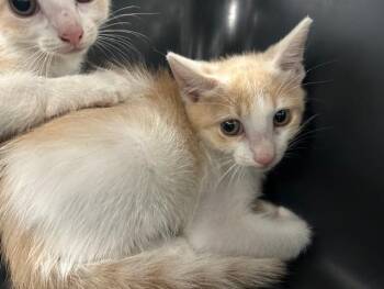 A384476 -  Domestic Short Hair Cat for Adoption in Ocala, Florida - A384476 | PetCurious