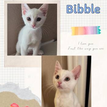Bibble -  Domestic Short Hair Cat for Adoption in Orangevale, California - Bibble | PetCurious