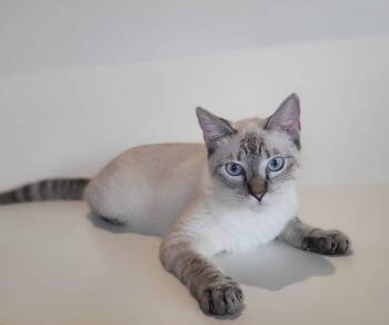 Siamese Cats Available for Adoption in San Juan, San Juan - Blue | PetCurious