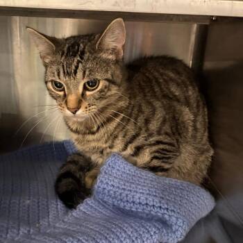 Sushi -  Domestic Short Hair Cat for Adoption in West Des Moines, Iowa - Sushi | PetCurious