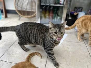 Rescue Tabby and Domestic Short Hair Cats for Adoption in Liverpool, Texas - Osito | PetCurious