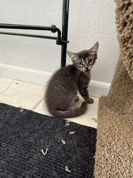 Qupid Ferguson Bonded To Donner -  Domestic Medium Hair Cat for Adoption in Chandler, Arizona - Qupid Ferguson Bonded To Donner | PetCurious
