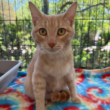 Domestic Short Hair Cats Available for Adoption in Riverwoods, Illinois - Madame Biscuit | PetCurious