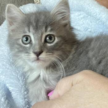 Ricky-Bobby C12349 -  Domestic Medium Hair and Maine Coon Cat for Adoption - Ricky-Bobby C12349 | PetCurious
