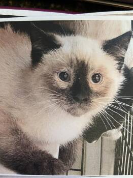 Domestic Short Hair Cats Available for Adoption - Sabel     (Sagwa) | PetCurious