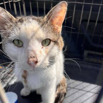 Domestic Short Hair Cats Available for Adoption in Lyndhurst, Virginia - SVAS-Stray-38504 | PetCurious