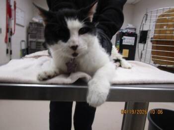 Domestic Short Hair Cats Available for Adoption in Marietta, Georgia - Scooter(664) | PetCurious