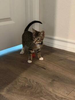 Bane -  Domestic Short Hair Cat for Adoption in San Antonio, Texas - Bane | PetCurious