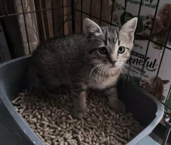 Ben -  Tabby Cat for Adoption in San Diego, California - Ben | PetCurious