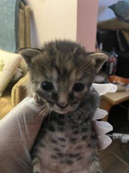 Rescue Domestic Medium Hair Cats for Adoption in Dallas, Texas - MAIA | PetCurious