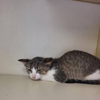 Dobby -  Domestic Short Hair Cat for Adoption in Madill, Oklahoma - Dobby | PetCurious