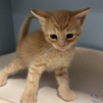Tom -  Domestic Short Hair Cat for Adoption in Chattanooga, Tennessee - Tom | PetCurious