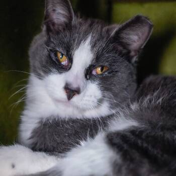 Rescue Domestic Short Hair Cats for Adoption - Lion | PetCurious