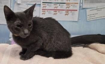 Bug -  Domestic Short Hair Cat for Adoption in Roseville, California - Bug | PetCurious
