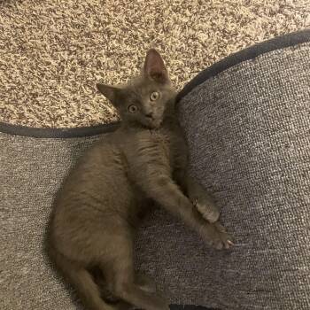 Daisey and Maisey -  Russian Blue Cat for Adoption in Charlotte, North Carolina - Daisey And Maisey | PetCurious