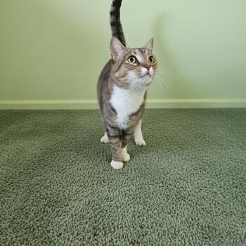Tabby Cats Available for Adoption - KItzy | PetCurious