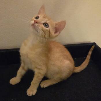Acorn -  Domestic Short Hair Cat for Adoption in Sunrise, Florida - Acorn | PetCurious