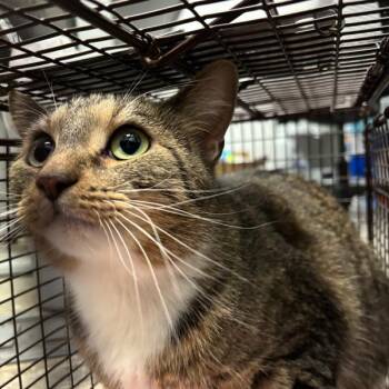 Domestic Short Hair Cats Available for Adoption - Lanissa | PetCurious