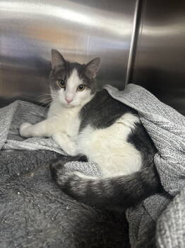 Rescue Domestic Short Hair Cats for Adoption - Gandalf | PetCurious