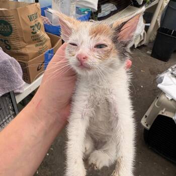 Bell -  Domestic Medium Hair Cat for Adoption in Los Angeles, California - Bell | PetCurious