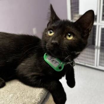 Jet - Fun and Social -  Bombay Cat for Adoption in Hoquiam, Washington - Jet - Fun And Social | PetCurious