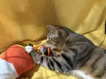 Hulk -  Domestic Short Hair and Tabby Cat for Adoption in Phoenix, Arizona - Hulk | PetCurious