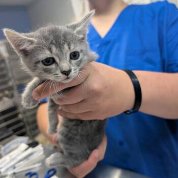 Chevy -  Domestic Short Hair Cat for Adoption in Marble, North Carolina - Chevy | PetCurious
