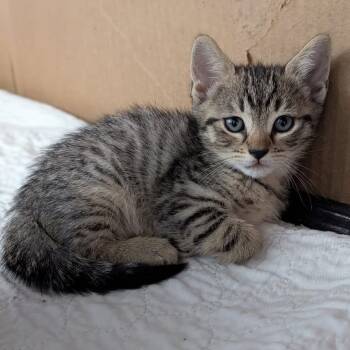 Billie Joel -  Domestic Short Hair Cat Available for Adoption - Billie Joel | PetCurious