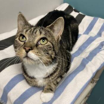 Luna -  Domestic Short Hair Cat for Adoption in Janesville, Wisconsin - Luna | PetCurious