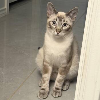 Parker -  Siamese Cat for Adoption in Laredo, Texas - Parker | PetCurious