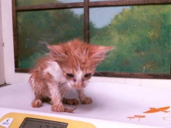 KYLO -  Domestic Short Hair Cat for Adoption in Houston, Texas - KYLO | PetCurious