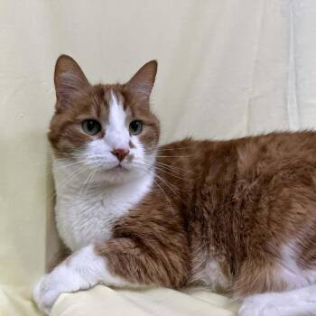 Domestic Short Hair Cats Available for Adoption - Katsuki | PetCurious