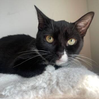 Rescue Domestic Short Hair Cats for Adoption - Marley | PetCurious
