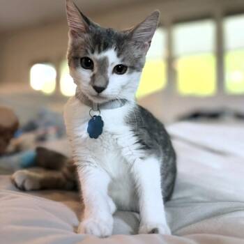 Woody -  Domestic Short Hair Cat for Adoption in Duluth, Georgia - Woody | PetCurious