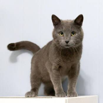 Obi Wan Catnobi -  Domestic Short Hair Cat for Adoption in Mckean, Pennsylvania - Obi Wan Catnobi | PetCurious