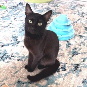 Lily -  Domestic Short Hair Cat for Adoption in Brownsboro, Alabama - Lily | PetCurious