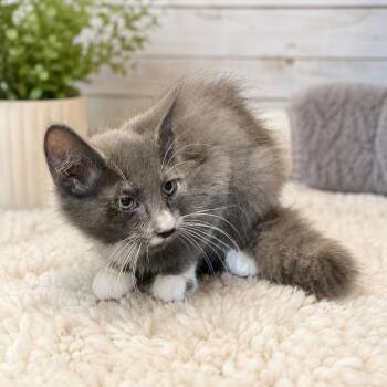 Everett -  Domestic Medium Hair Cat for Adoption in Pittsfield, Illinois - Everett | PetCurious