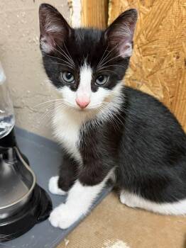 Skeeter -  Domestic Short Hair Cat for Adoption in Terrell, Texas - Skeeter | PetCurious